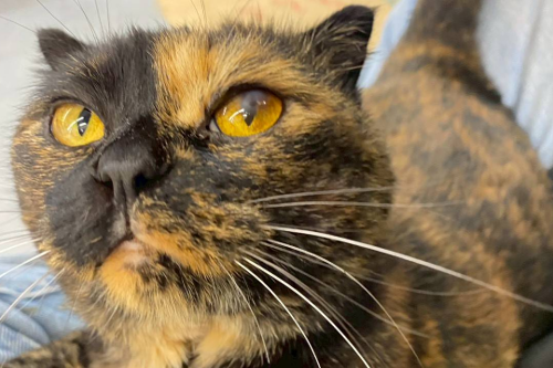 ギャラリー画像3