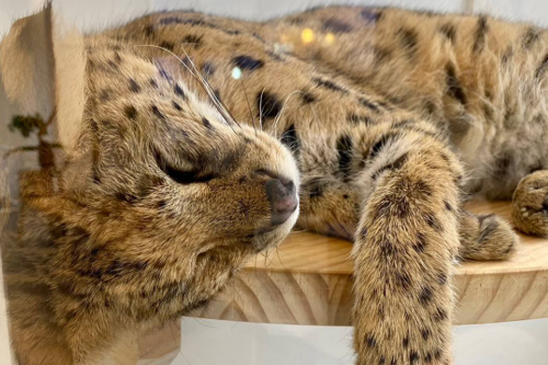 ギャラリー画像4